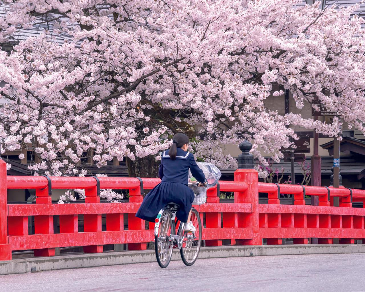 Schoolgirl riding bike in Japan